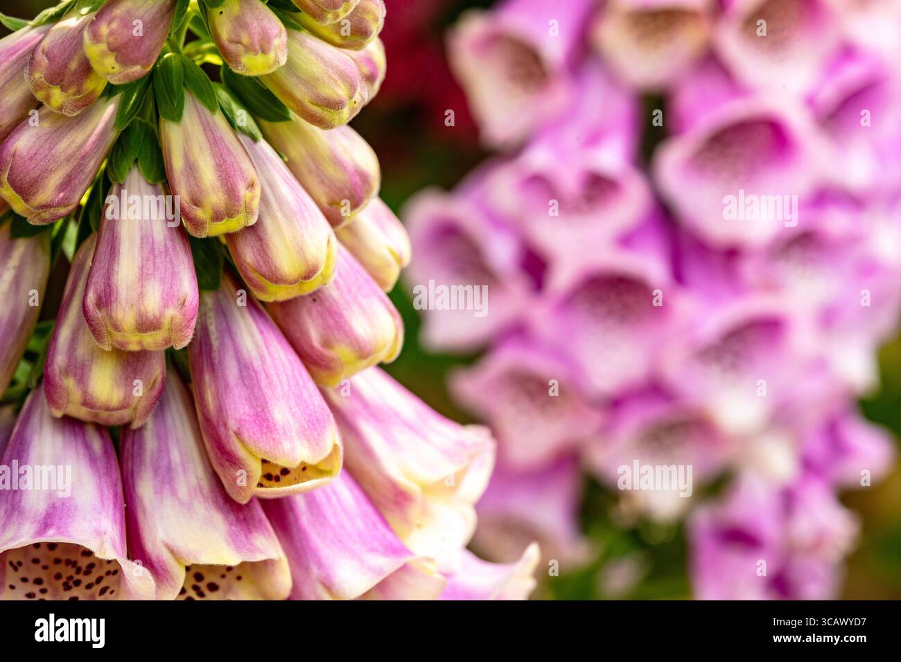 Naturel gros plan (mise au point restreinte) Portrait de plante à fleurs de Digitalis fleurit avec un peu d'espace négatif. Équilibre, caractère, composition, séduisant Banque D'Images