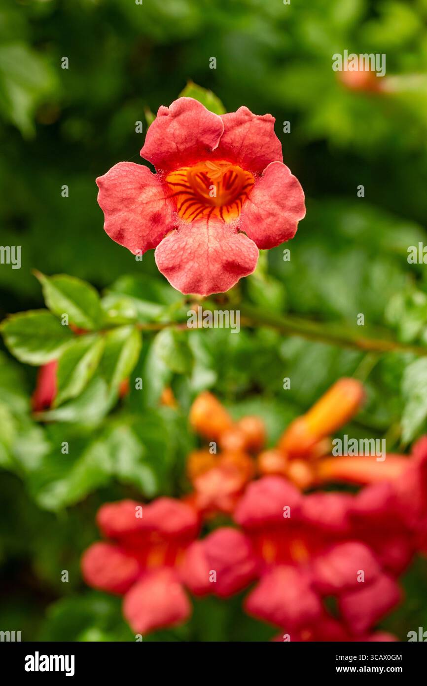 Terific Campsis x Tagliabuana 'Madame Galen'. Naturel gros plan portrait de plante fleurie fleuri avec un peu de feuillage. soulagés, intrigants, absorbants, audacieux Banque D'Images