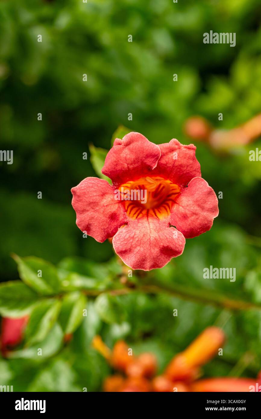 Terific Campsis x Tagliabuana 'Madame Galen'. Naturel gros plan portrait de plante fleurie fleuri avec un peu de feuillage. soulagés, intrigants, absorbants, audacieux Banque D'Images