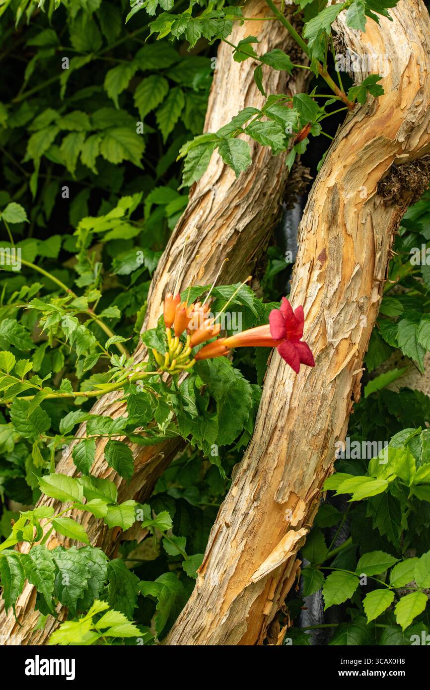 Terific Campsis x Tagliabuana 'Madame Galen'. Naturel gros plan portrait de plante fleurie fleuri avec un peu de feuillage. soulagés, intrigants, absorbants, audacieux Banque D'Images