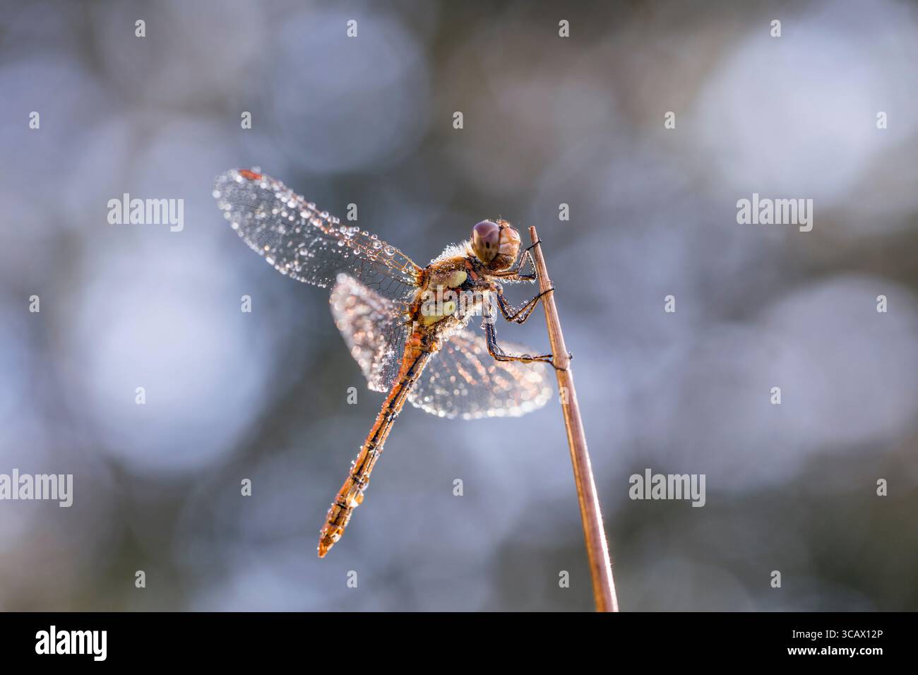 Darter commun ; libellule ; Sympetrum striolatum ; In Dew ; UK Banque D'Images