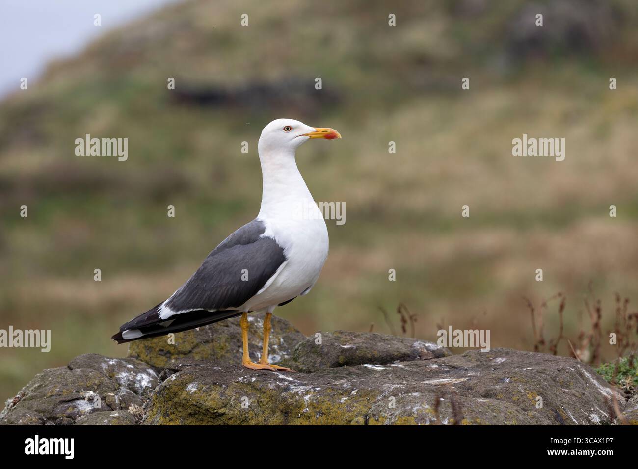 Mouette à dos noir inférieur ; Larus fuscus ; été ; Royaume-Uni Banque D'Images