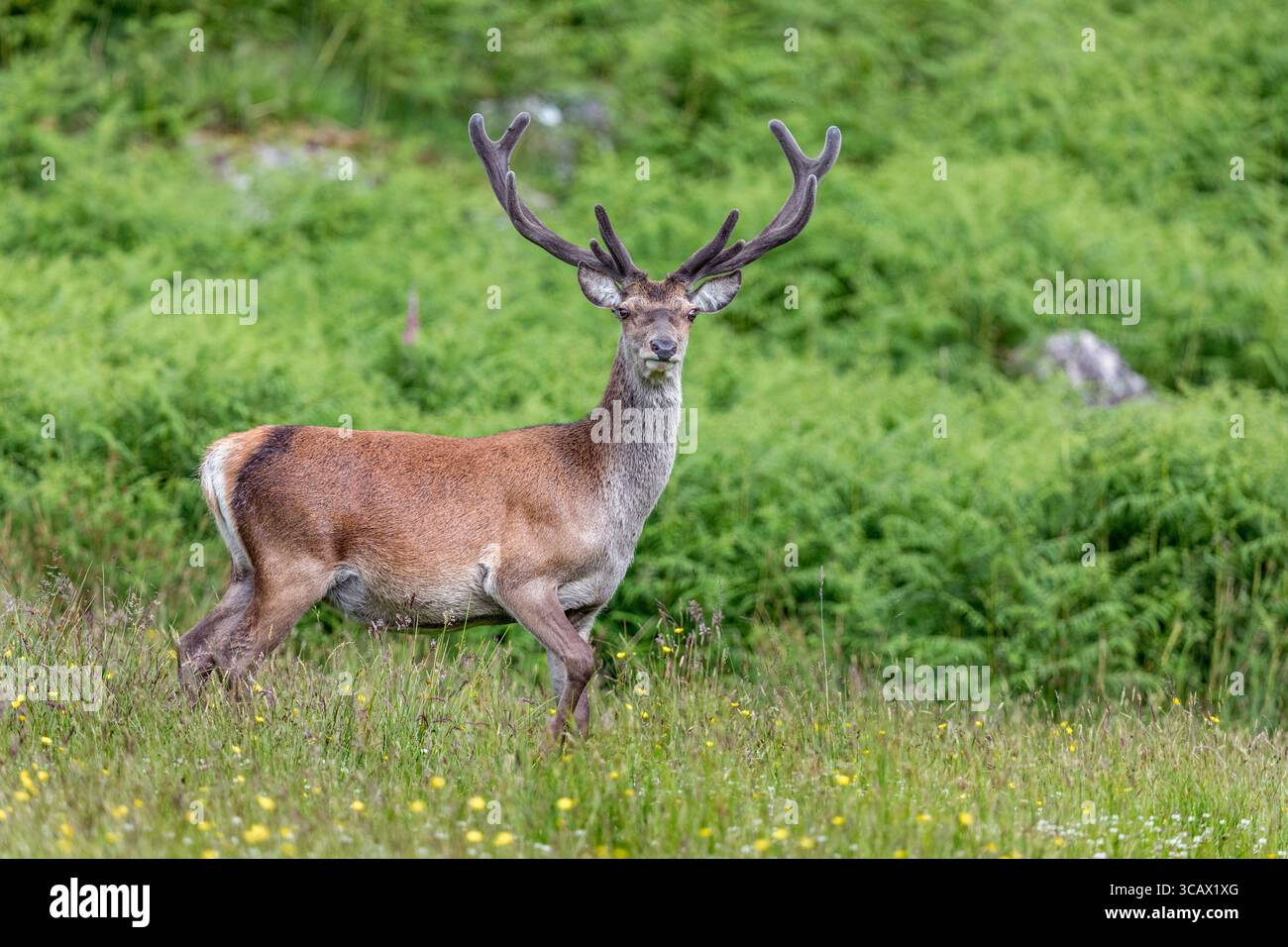 Cerf rouge ; Cervus elaphus ; cerf ; en velours ; Royaume-Uni Banque D'Images