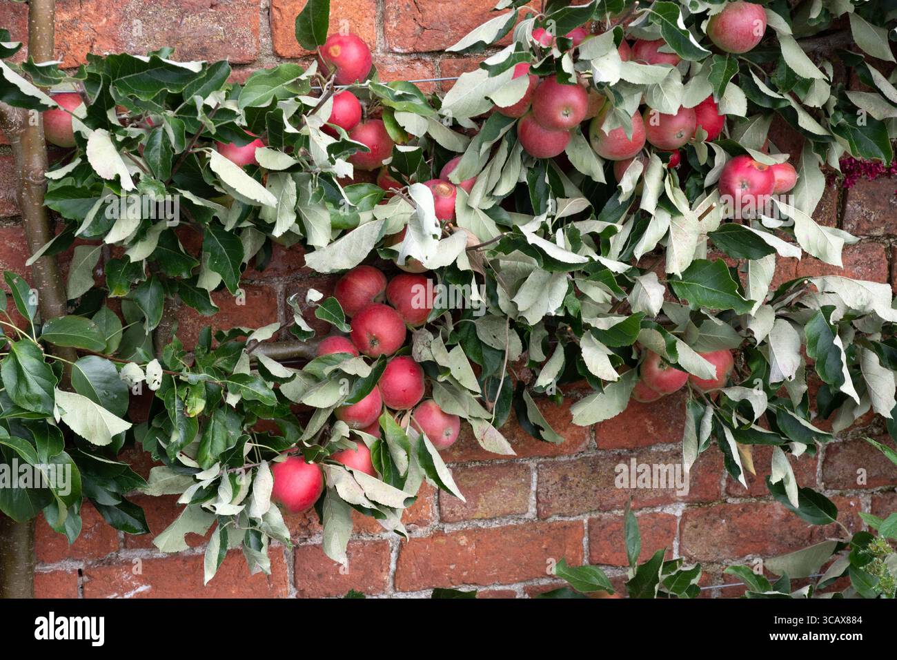 Malus domestica Katja Banque D'Images
