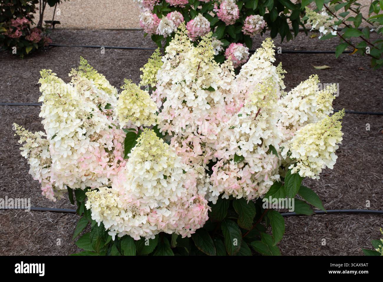 Hortensia paniculata (bougie) Hpopr)013 Banque D'Images