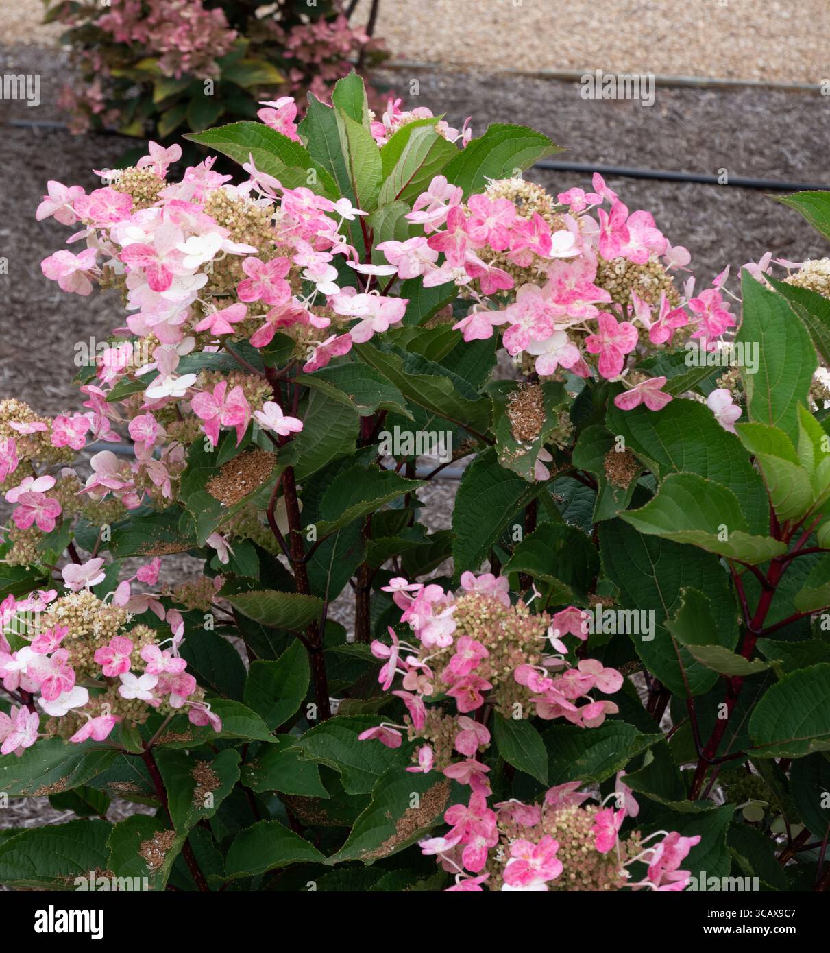 Hydrangea paniculata (début Harry) Hpopr018 Banque D'Images
