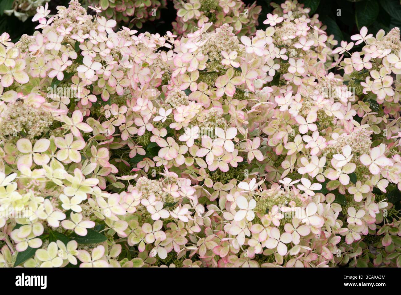 Hydrangea paniculata (Pastelgreen) Renxolor Banque D'Images