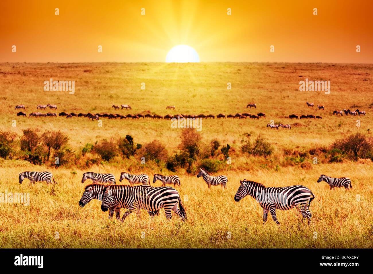 Coucher De Soleil Dans La Savane Africaine Banque De Photographies Et D 