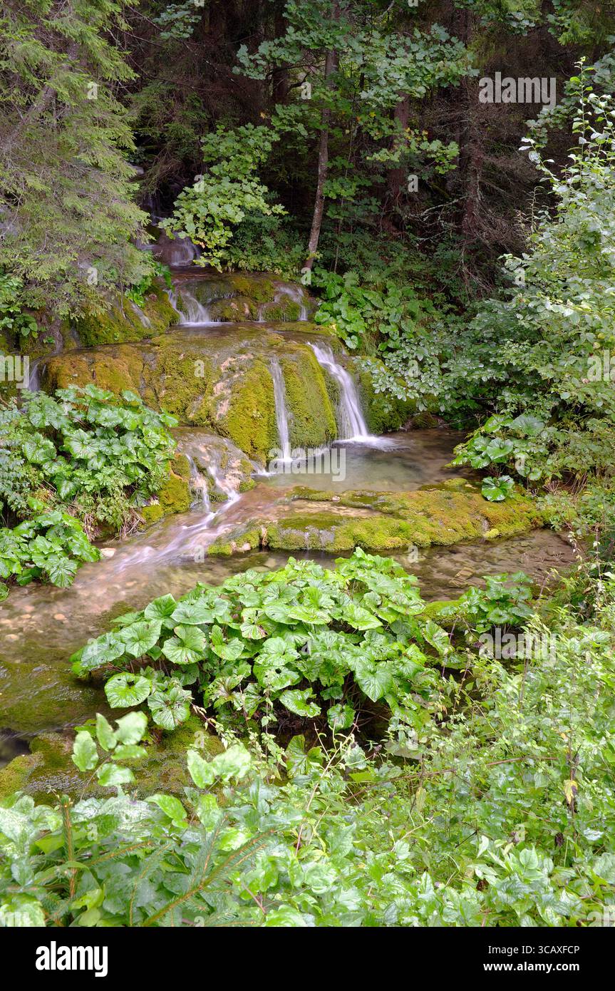 Végétation luxuriante et eau de source de la rivière Miljacka, pale, Sarajevo, Bosnie-Herzégovine Banque D'Images