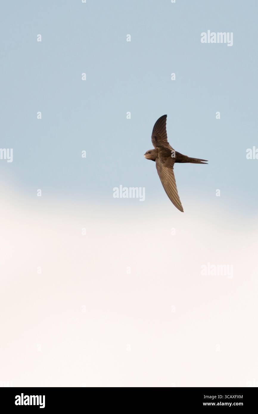 Swift commun (Apus apus) en vol devant un ciel nuageux bleu, faune, Europe. Banque D'Images