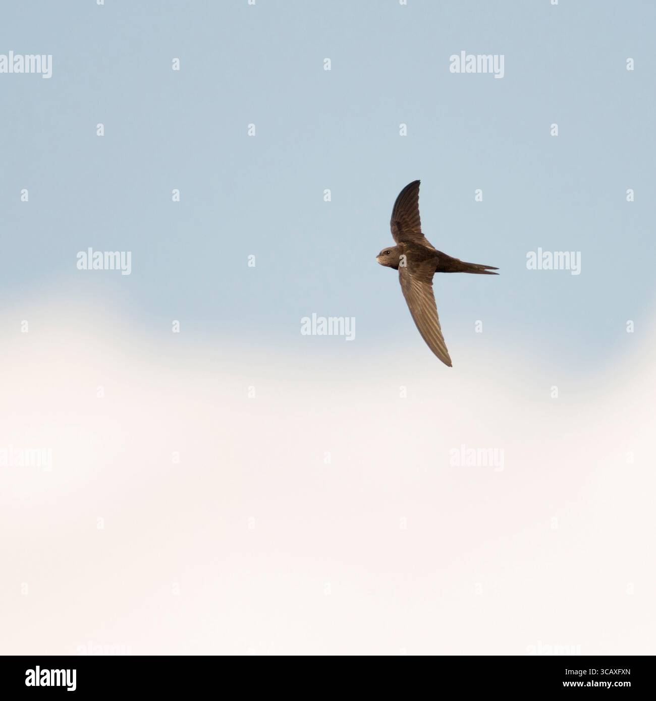 Swift commun (Apus apus) en vol devant un ciel nuageux bleu, faune, Europe. Banque D'Images