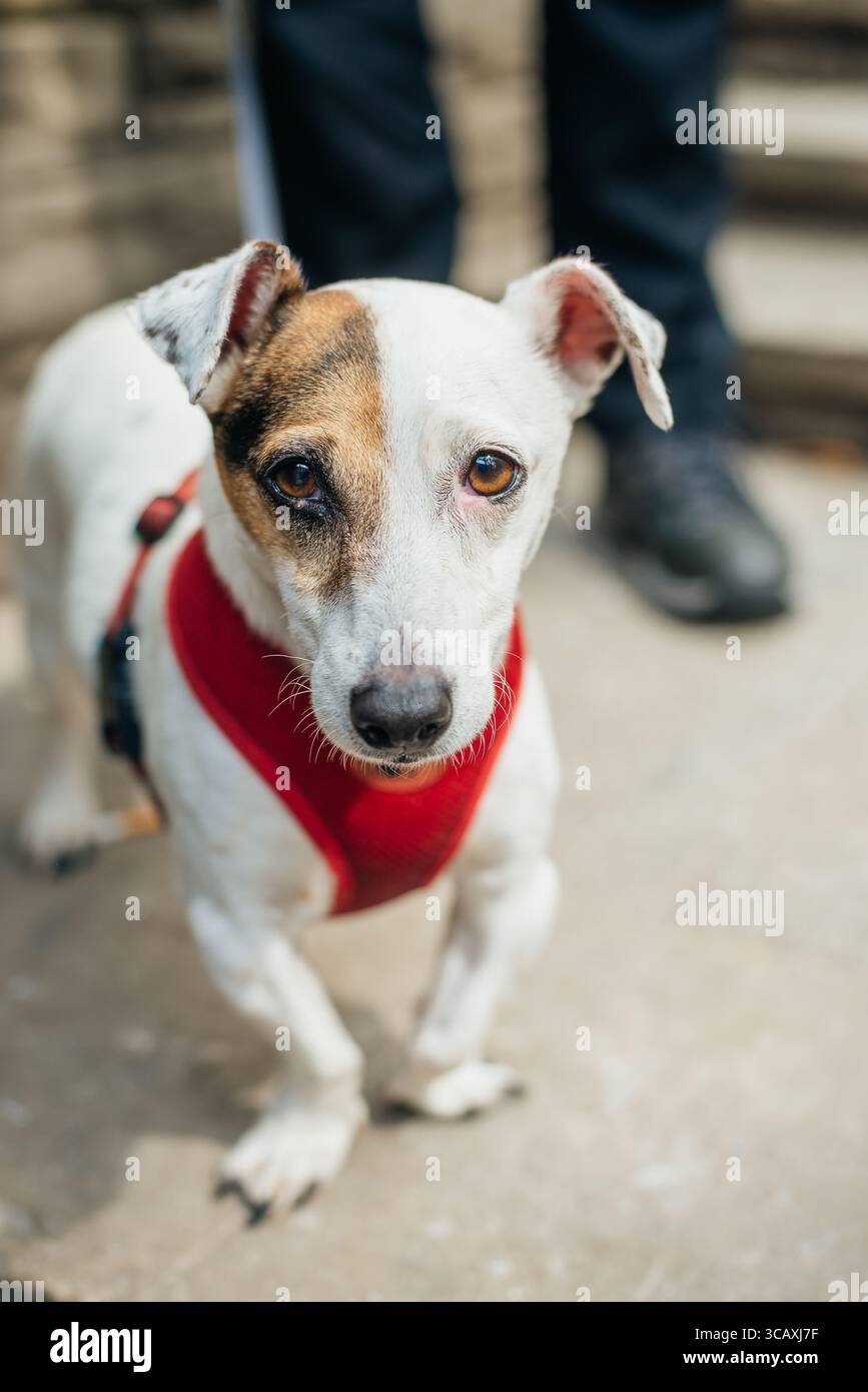 Jack Russell terrier, adulte, debout Banque D'Images