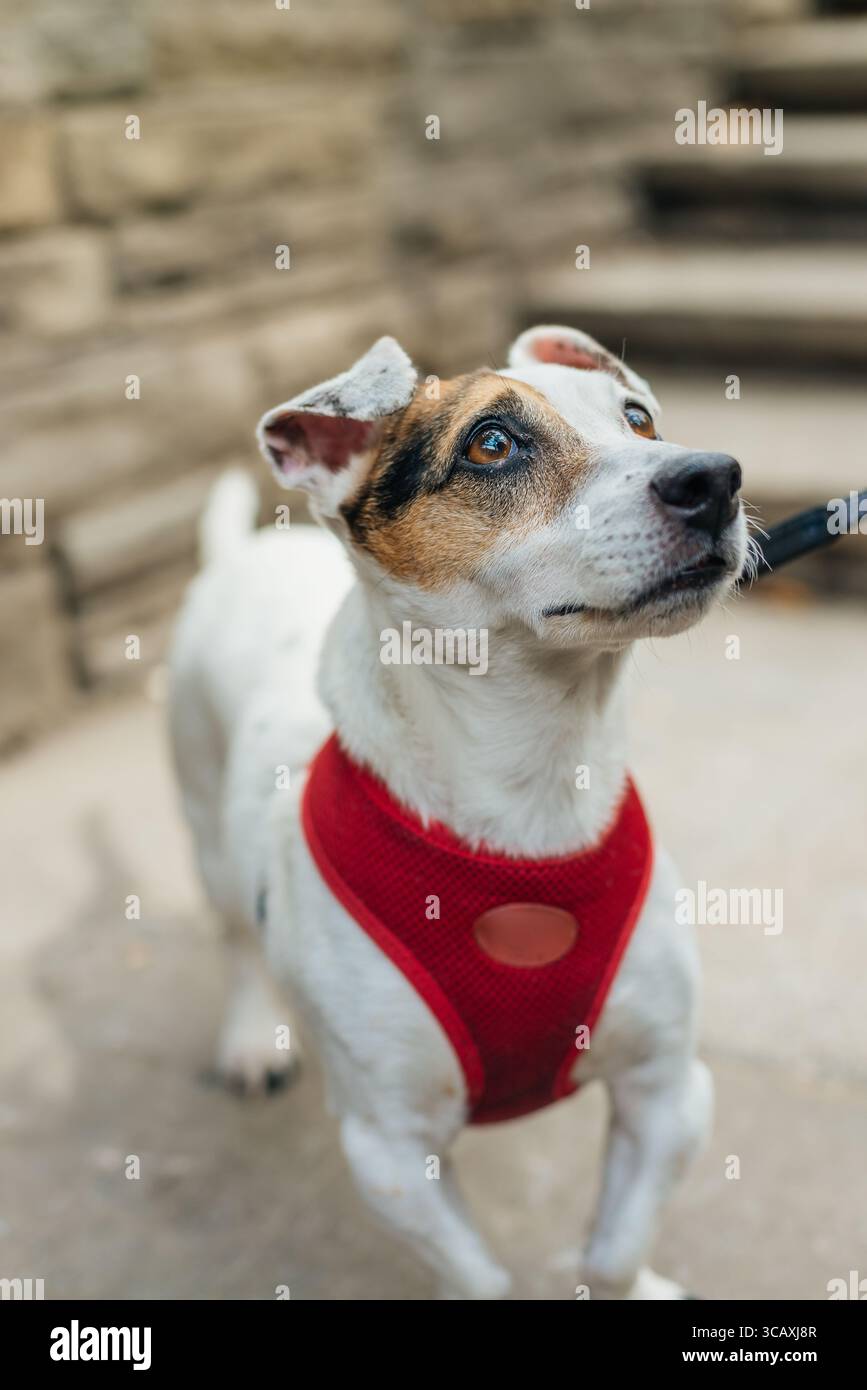Jack Russell terrier, adulte, debout Banque D'Images