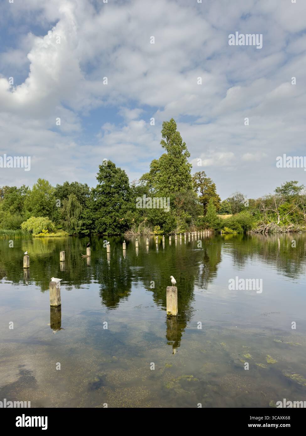Les oiseaux se reposent sur des poteaux en bois dans l'eau tranquille de Hyde Park, un havre de paix pour la faune dans le centre de Londres, Royaume-Uni. Banque D'Images