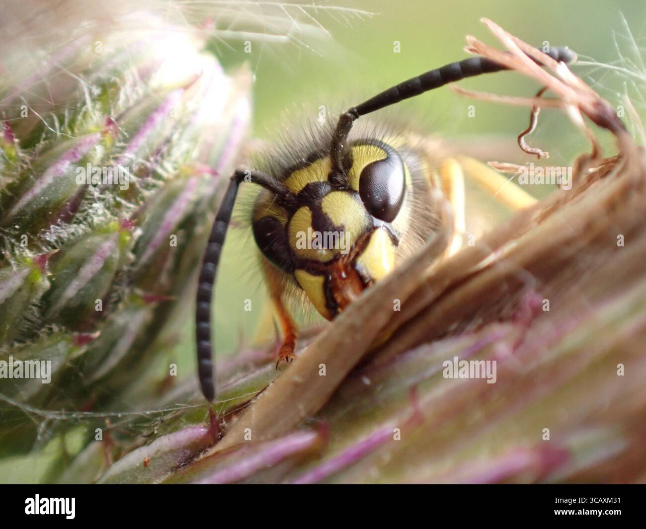 Gilet jaune européen buvant du nectar d'un chardon Banque D'Images