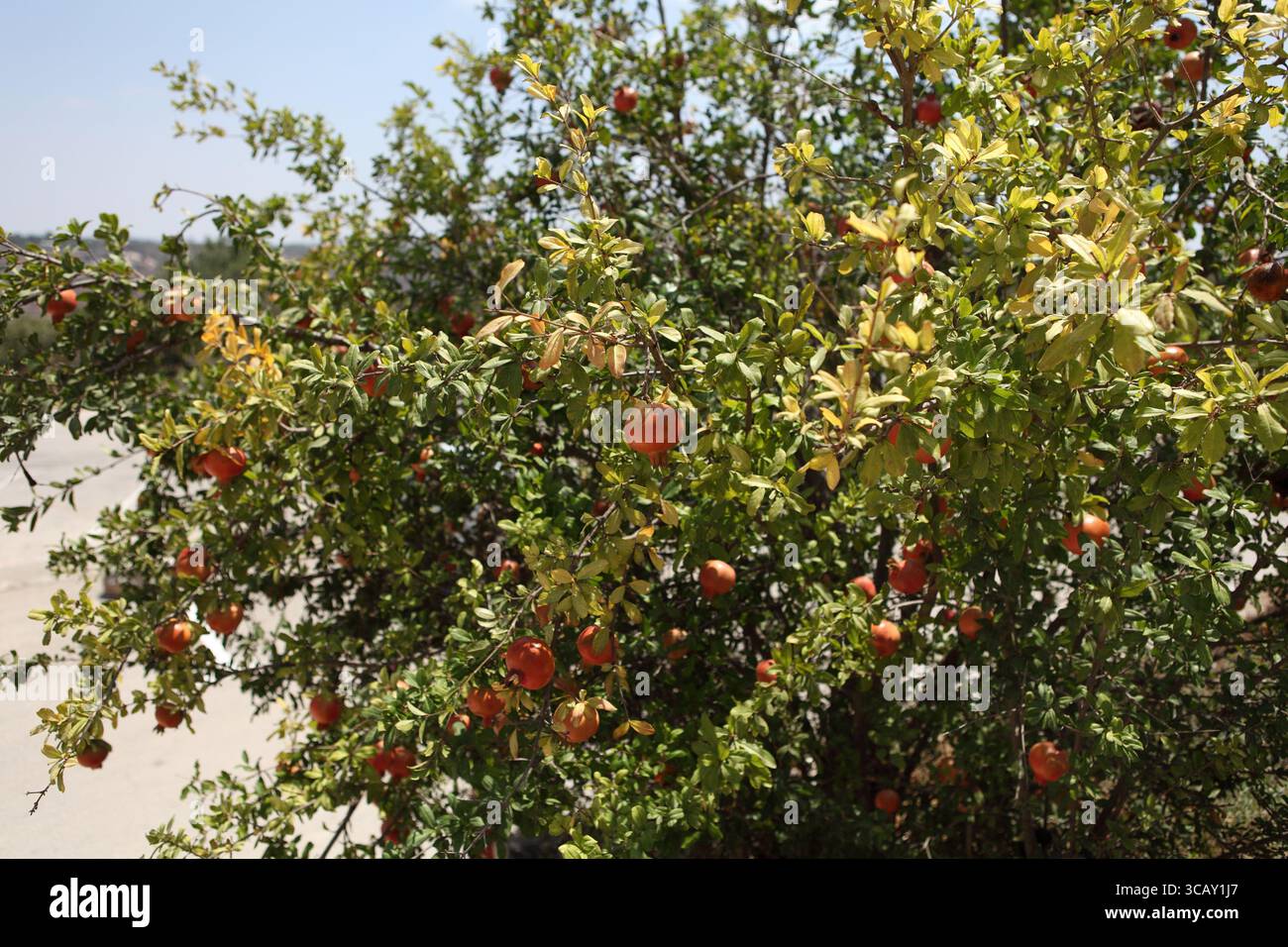 Grenade ou Punica granatum Tree, arbuste à feuilles caduques portant des fruits de la sous-famille des Punicoideae et de la famille des Lythracées. Banque D'Images