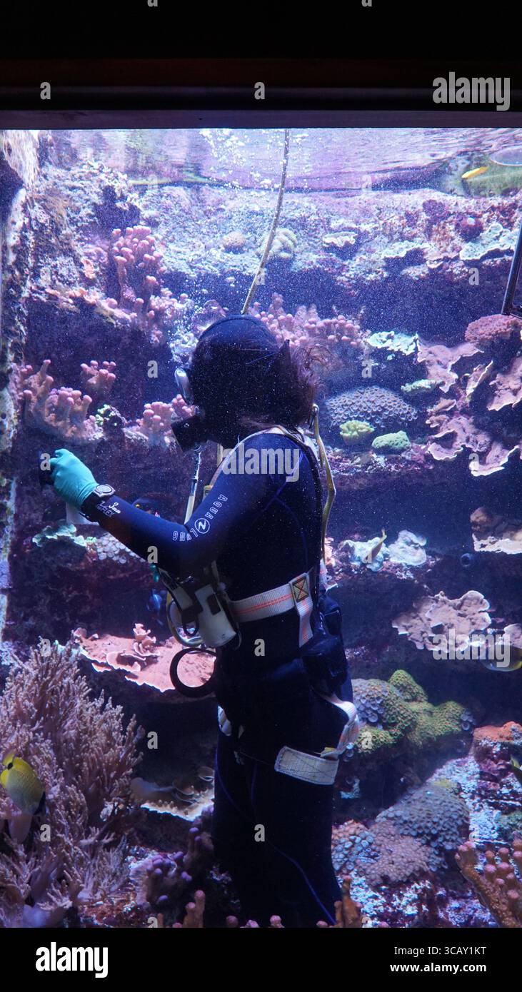 Un plongeur professionnel nettoyeur d'aquarium travaille sous l'eau, entouré de coraux vibrants et de poissons tropicaux, assurant que l'habitat marin reste intact Banque D'Images