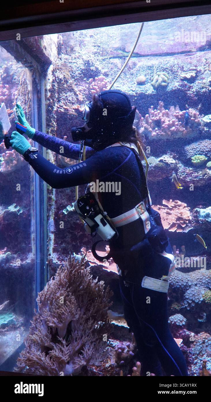 Un plongeur professionnel nettoyeur d'aquarium travaille sous l'eau, entouré de coraux vibrants et de poissons tropicaux, assurant que l'habitat marin reste intact Banque D'Images