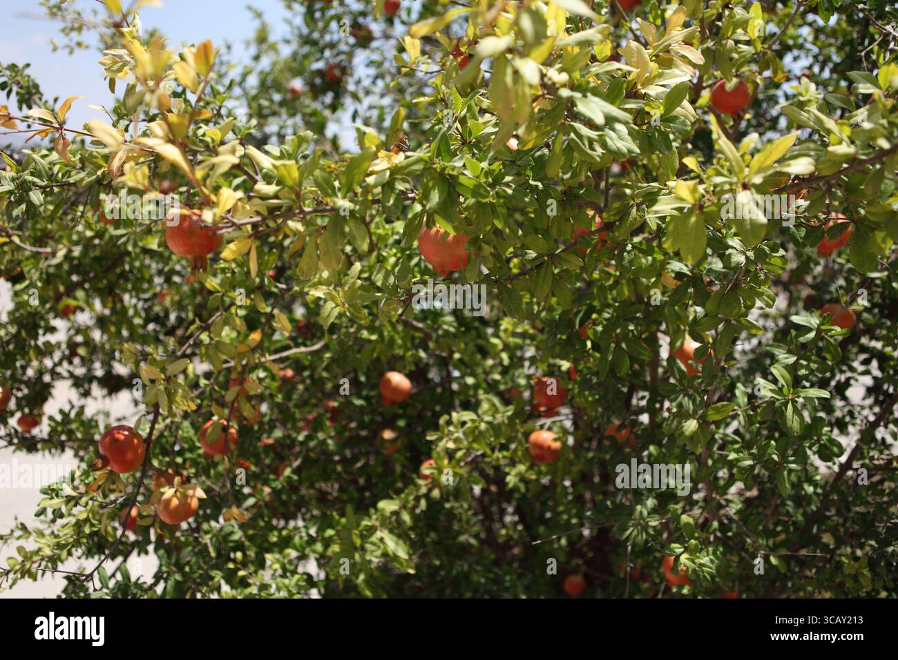 Grenade ou Punica granatum Tree, arbuste à feuilles caduques portant des fruits de la sous-famille des Punicoideae et de la famille des Lythracées. Banque D'Images
