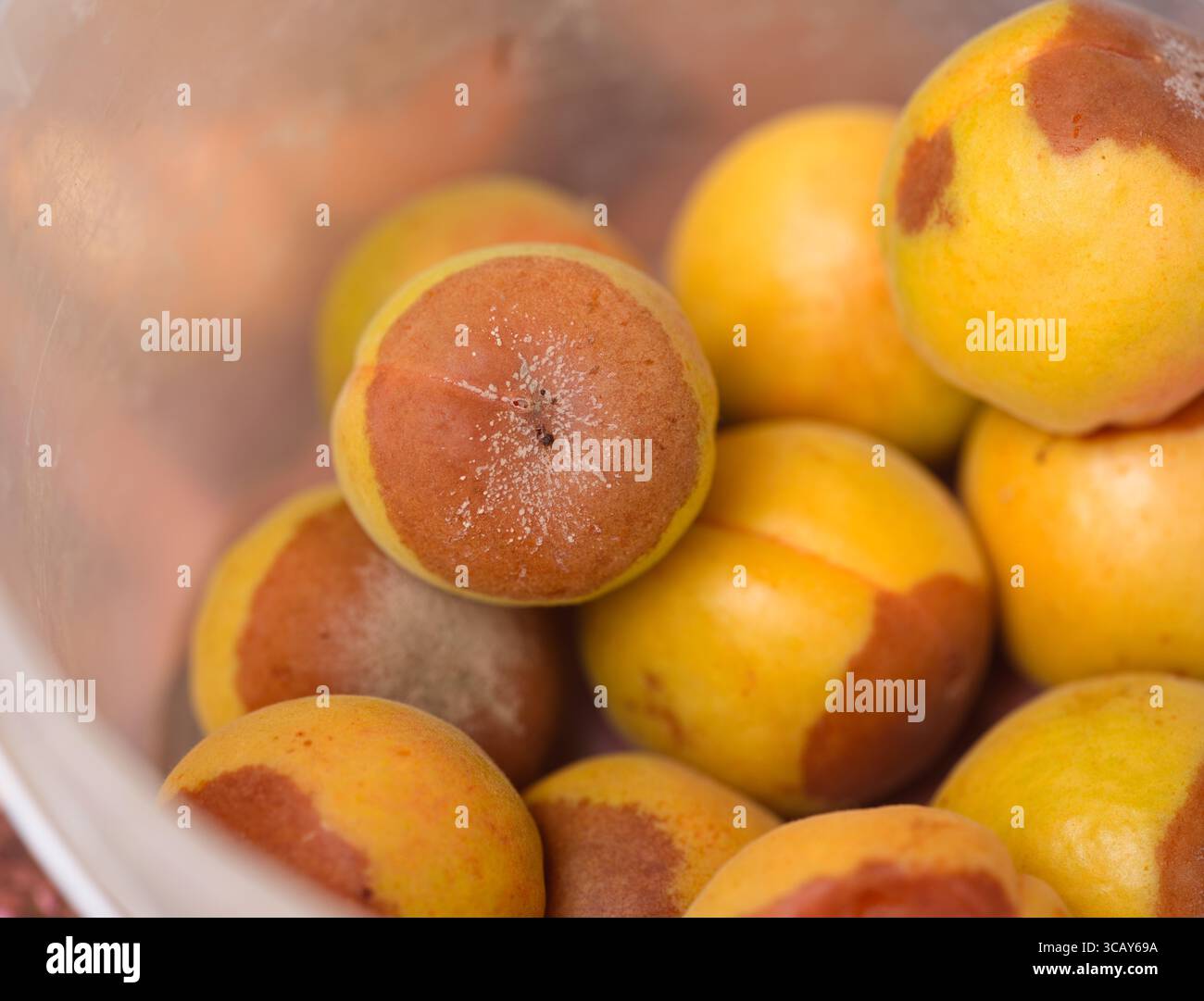 Abricots jaunes affligés de pourriture brune dans un seau en plastique. Gros plan. Banque D'Images