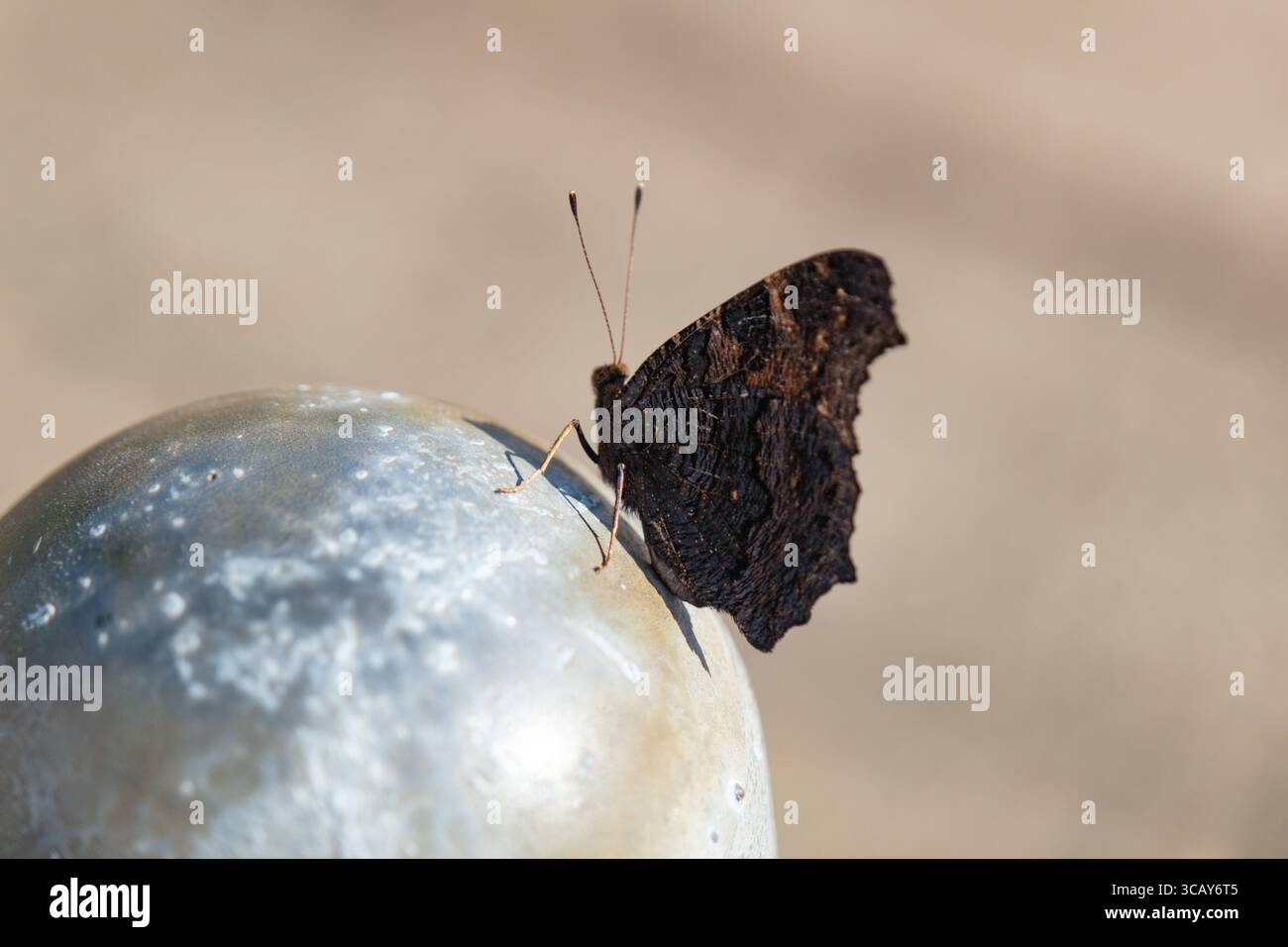 Gros plan d'un papillon foncé reposant sur une surface métallique Banque D'Images