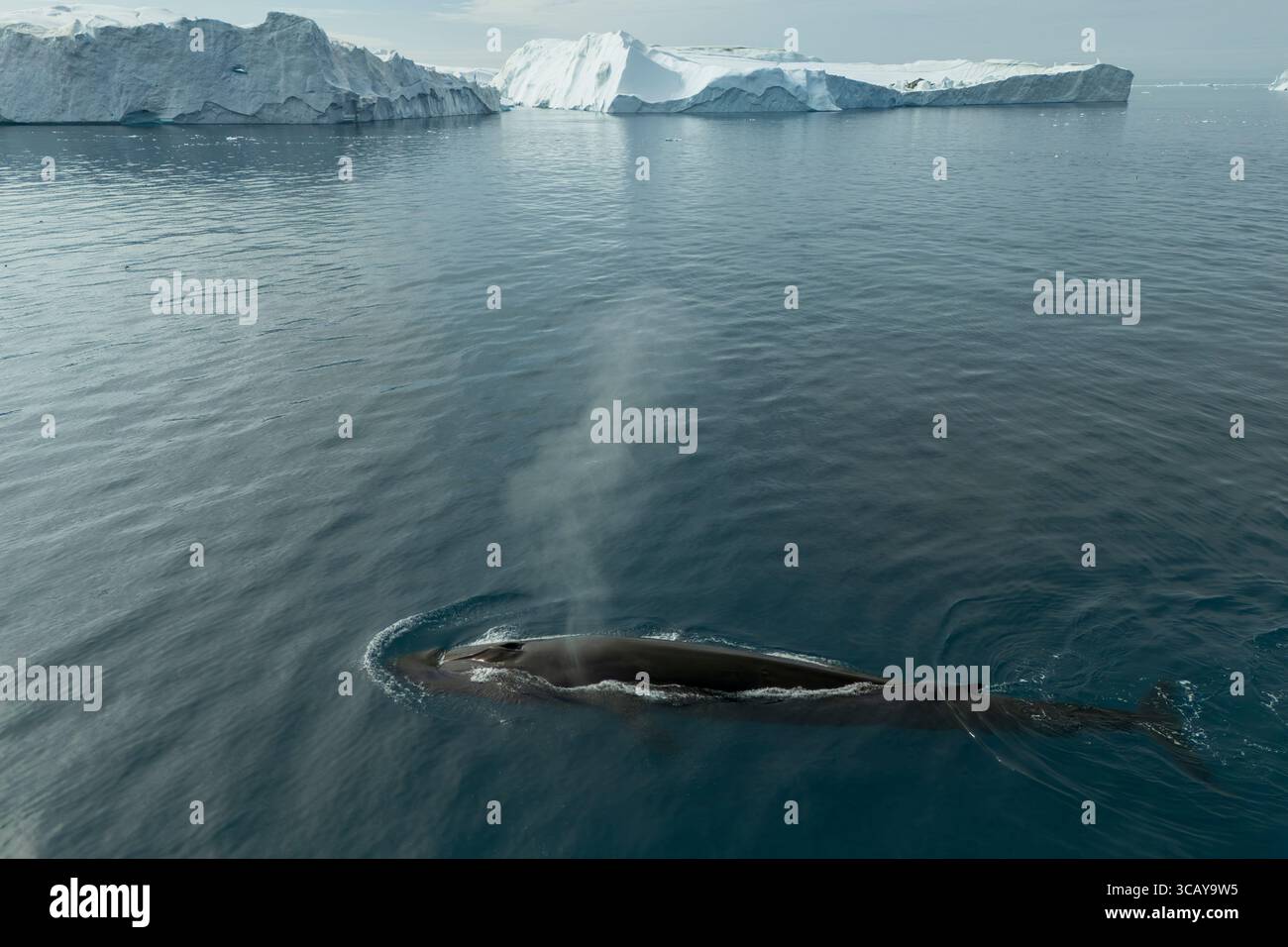 Image par drone d'une baleine à ailettes (Balaenoptera physalus) dans le fjord de glace d'Ilulissat, Groenland Banque D'Images