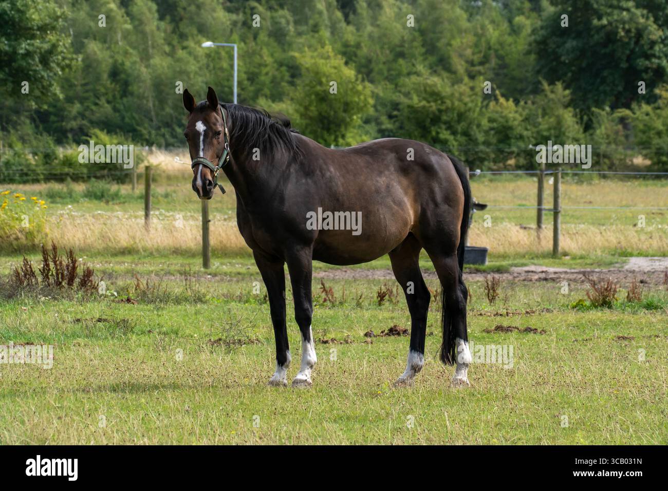 Bay Horse debout dans les pâturages – Portrait du corps entier Banque D'Images