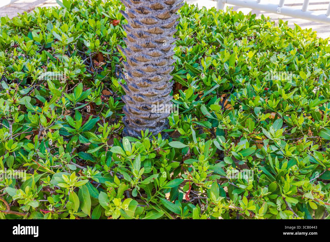 Vue rapprochée du tronc de palmier entouré d'arbustes verdoyants dans le jardin. Aruba. Banque D'Images