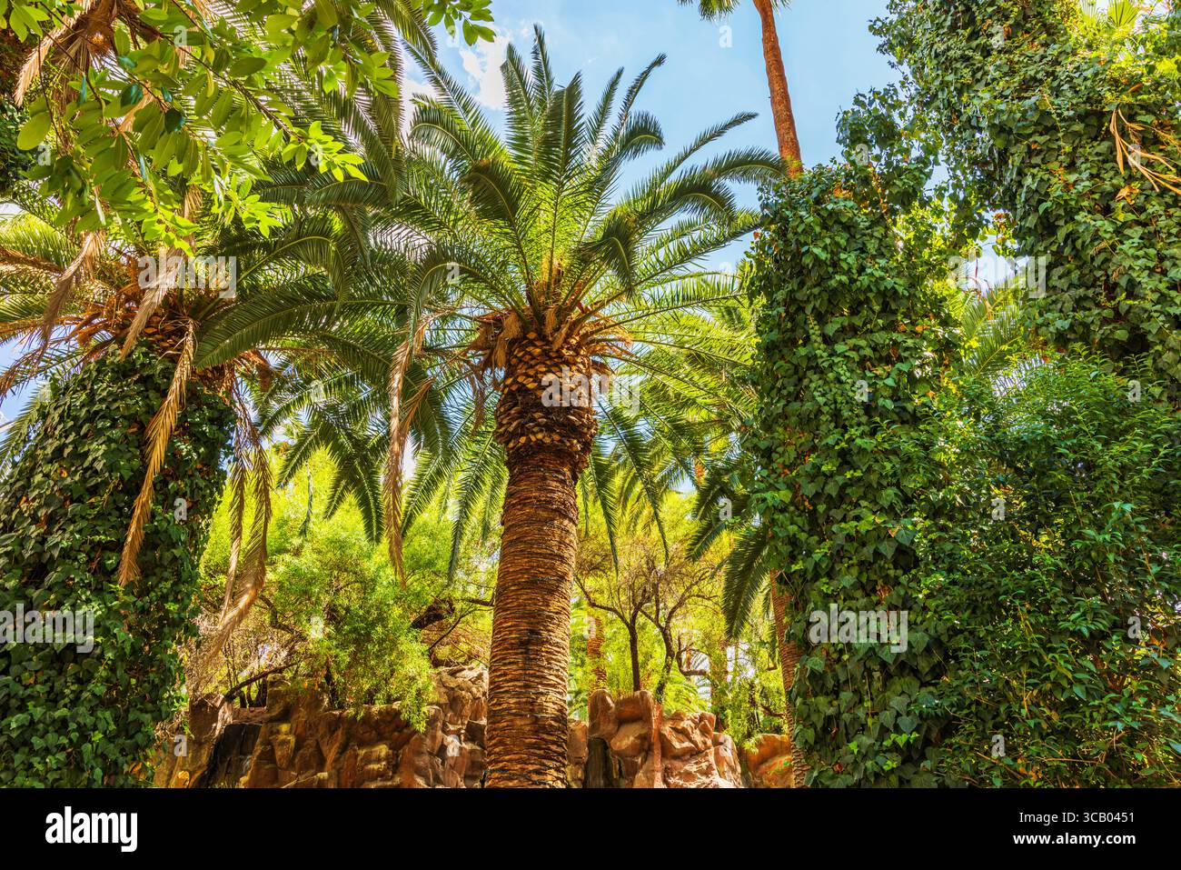Belle vue sur les grands palmiers entourés d'une verdure tropicale luxuriante contre le ciel bleu d'été. Las Vegas. ÉTATS-UNIS. Banque D'Images