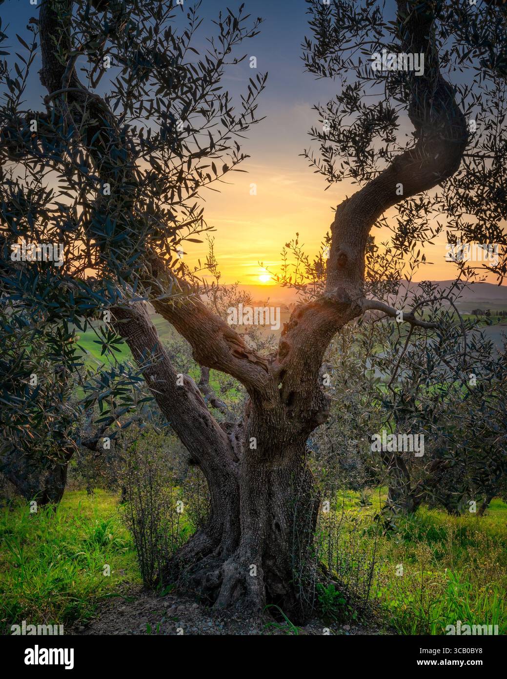Vieil olivier et coucher de soleil à Santa Luce, colline Pisane. Province de Pise, région Toscane, Italie, Europe Banque D'Images
