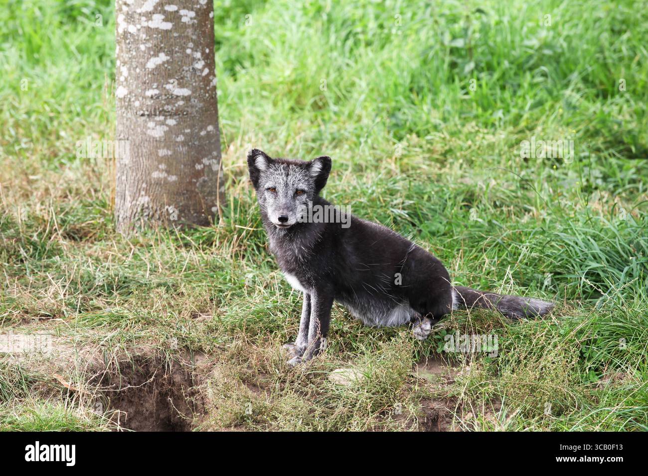 Un renard arctique blanc pendant la saison estivale Banque D'Images