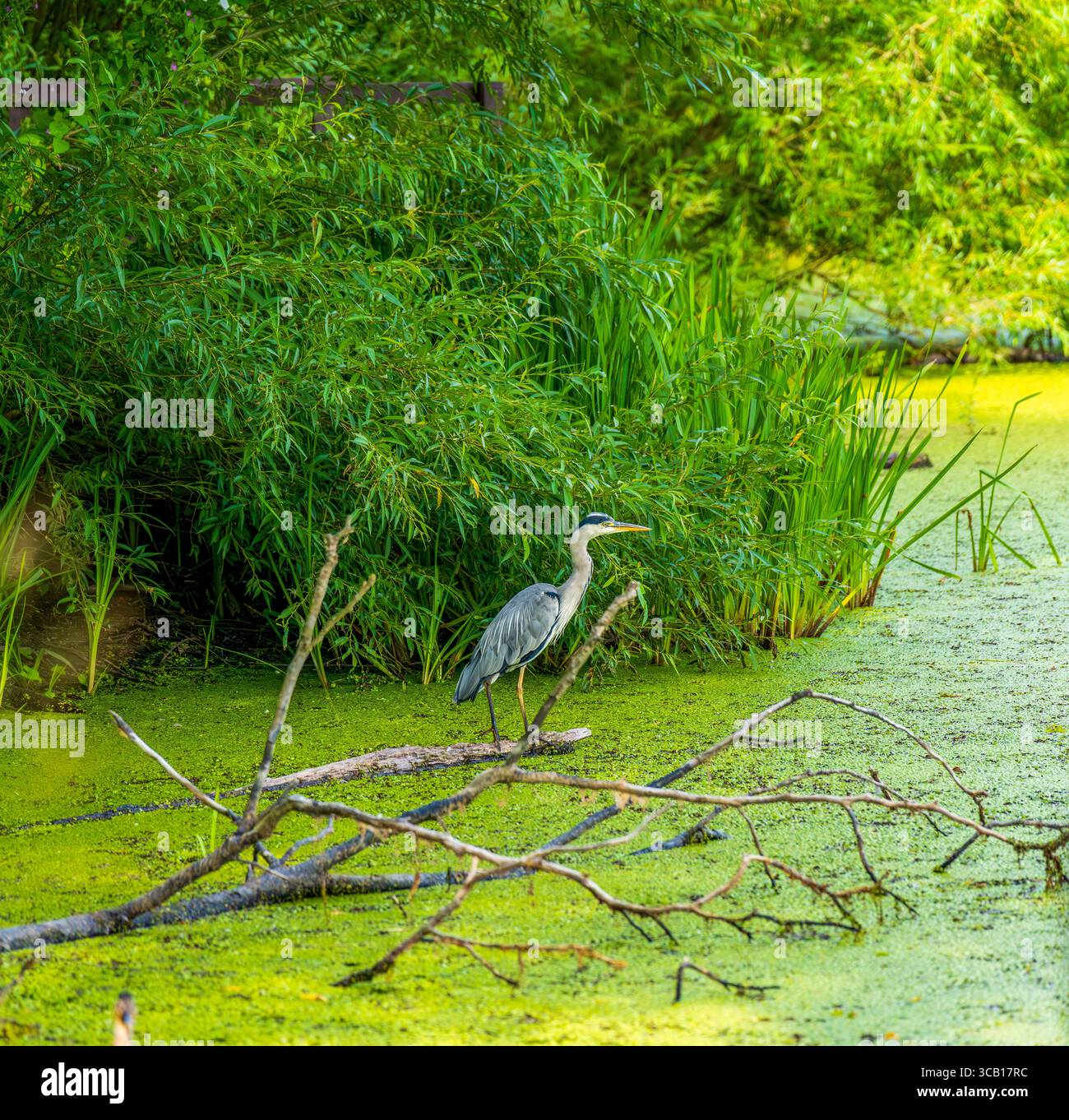 Heron gris debout sur Fallen Branch dans un habitat paisible et vert de terres humides Banque D'Images