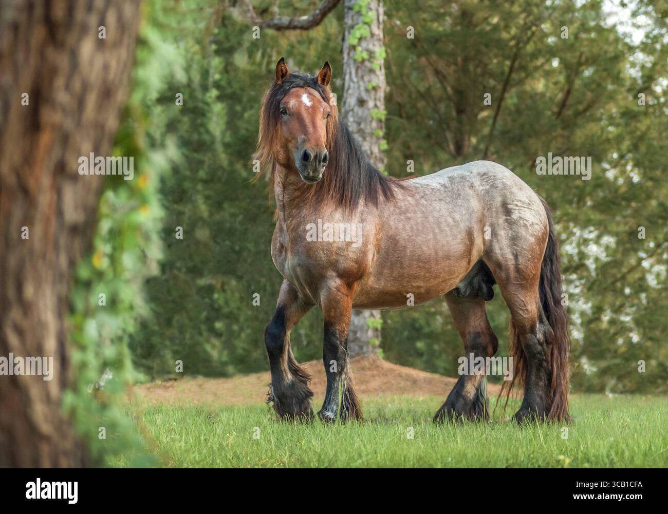 Les Ardennes ou Ardennais sont l'une des plus anciennes races de chevaux de trait originaires de la région des Ardennes en Belgique, au Luxembourg et en France. Banque D'Images