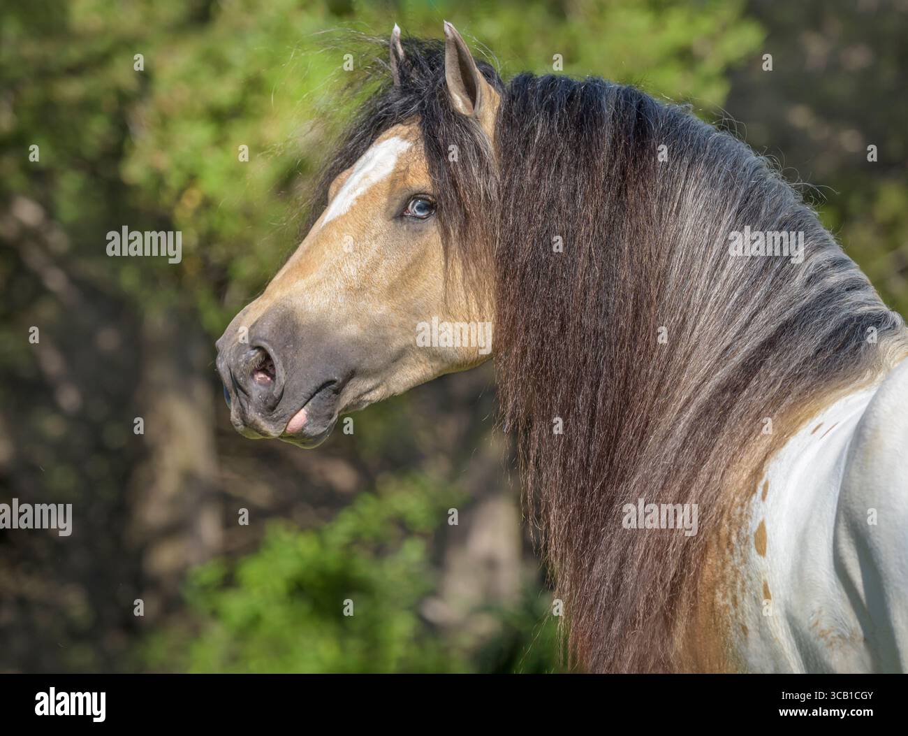 tri colord appaloosa Buckskin Gypsy Vanner Horse Stallion Head Portrait dans le champ d'herbe Banque D'Images