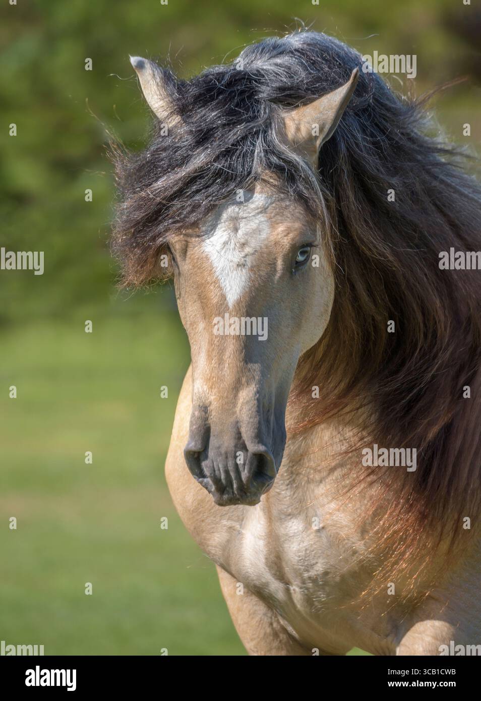 tri colord appaloosa Buckskin Gypsy Vanner Horse Stallion Head Portrait dans le champ d'herbe Banque D'Images