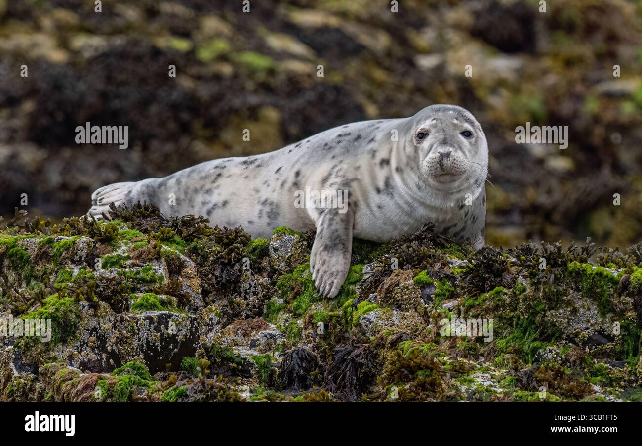 Phoque gris Banque D'Images