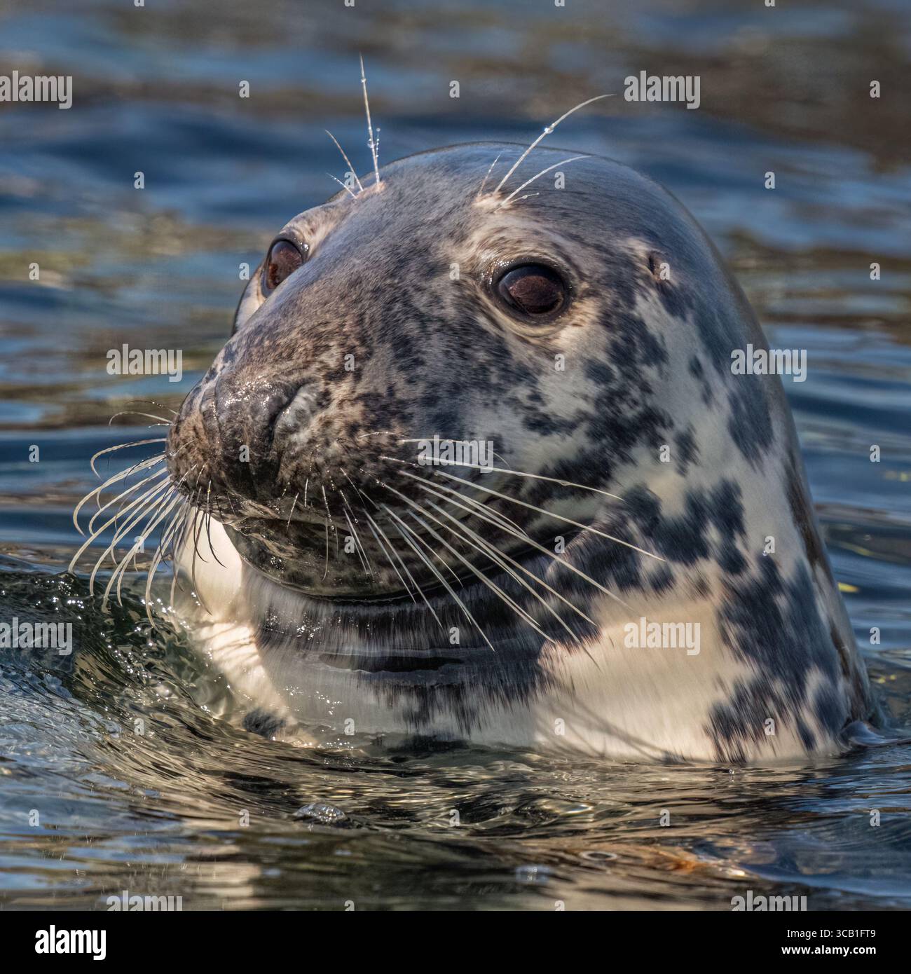 Phoque gris Banque D'Images