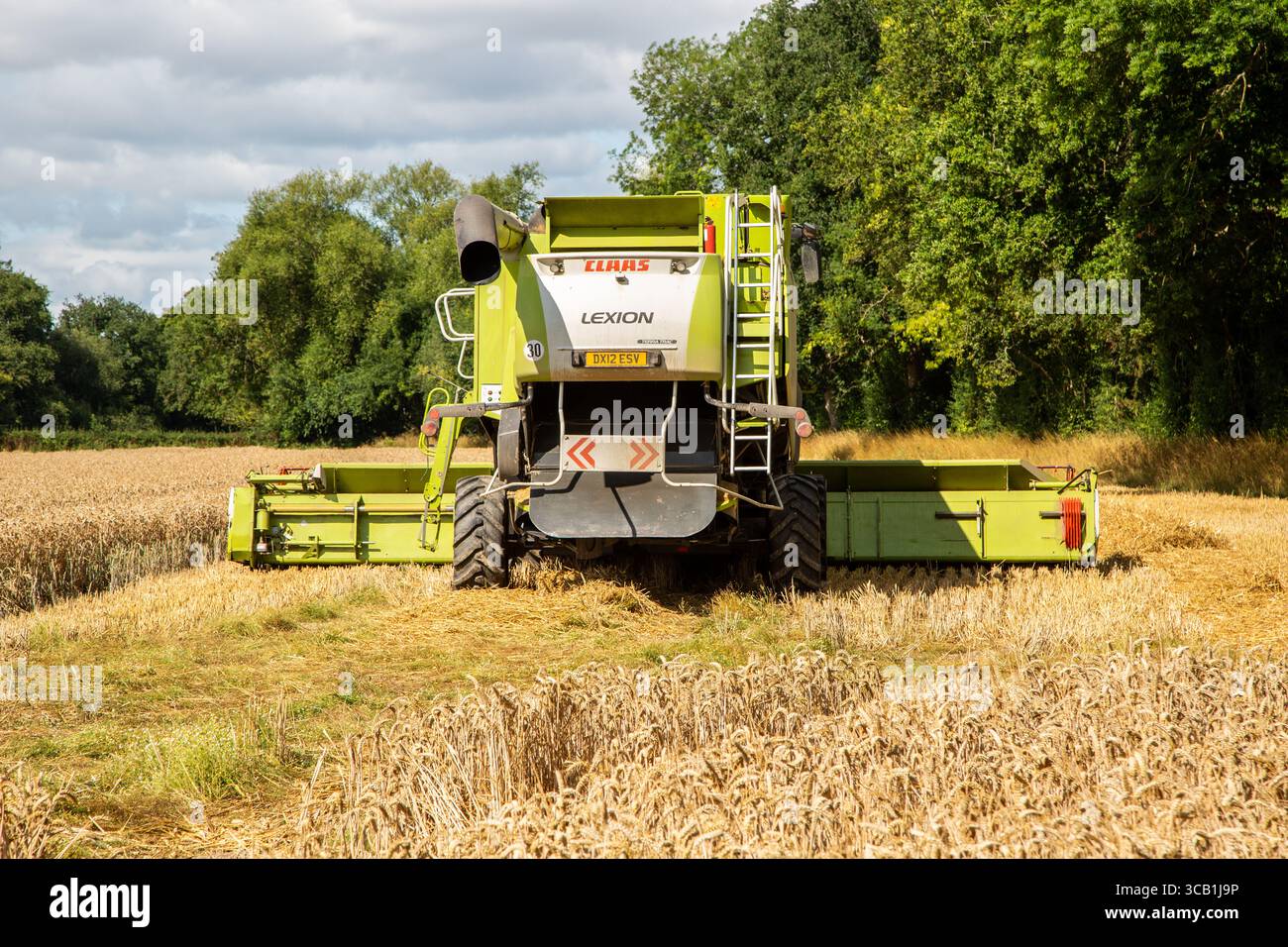 Moissonneuse combinée CLAAS Lexion utilisée sur les champs de maïs du Herefordshire pendant la récolte, Angleterre Royaume-Uni Banque D'Images