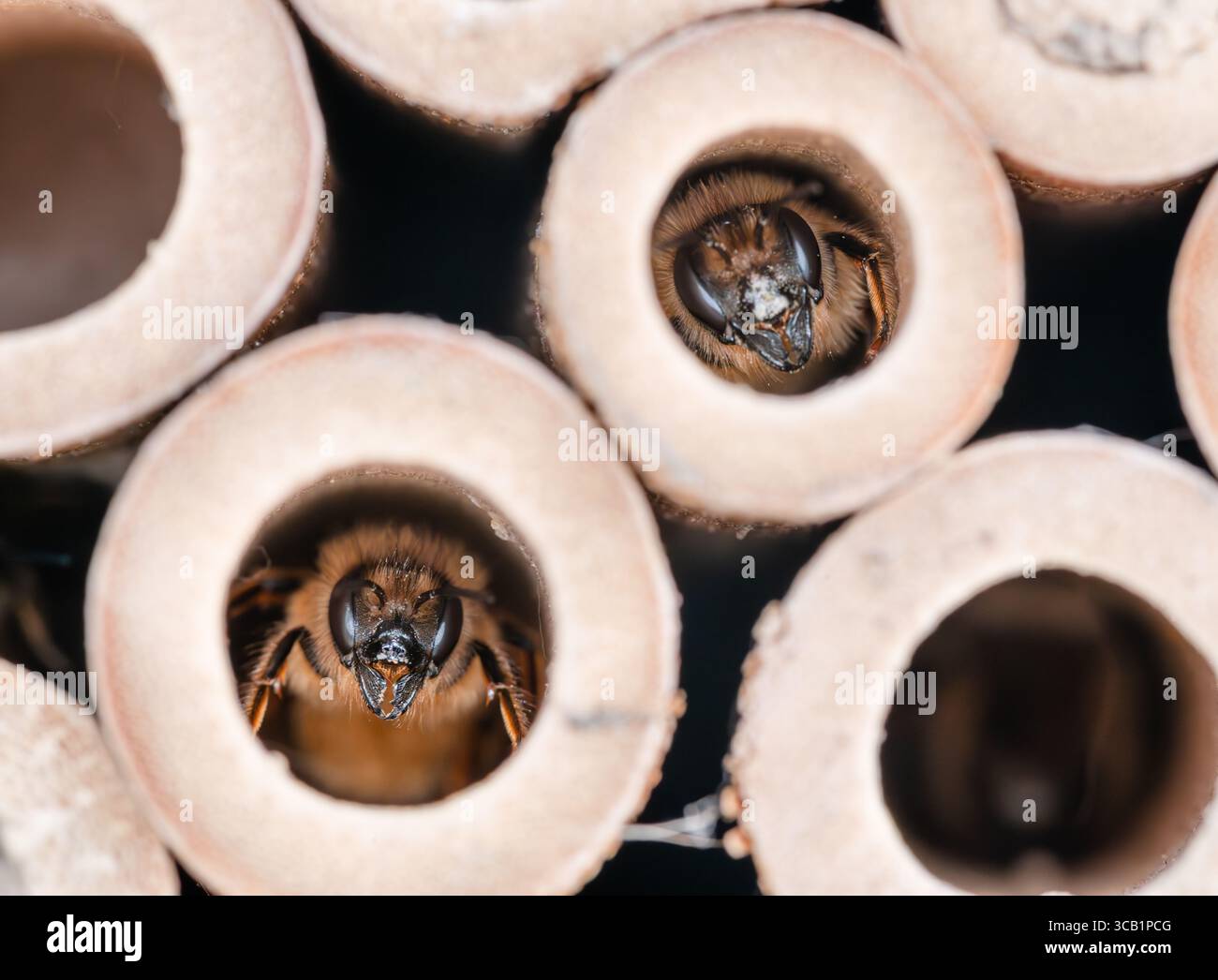 Deux abeilles maçon regardant hors d'une maison d'abeilles en bambou Banque D'Images