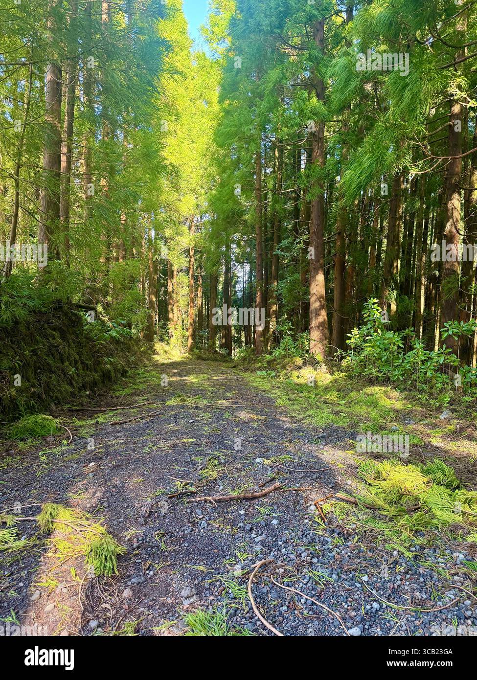 Sentiers de randonnée en forêt luxuriante sur l'île de São Miguel, aux Açores, entourés d'une végétation dense et d'une beauté naturelle. Banque D'Images