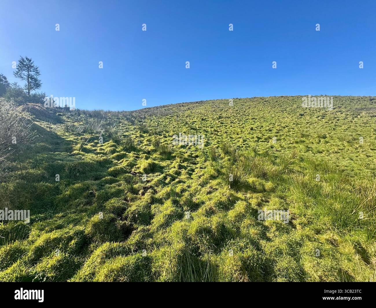 Paysage herbeux à flanc de colline sur l'île de São Miguel, aux Açores, sous un ciel bleu clair. Banque D'Images