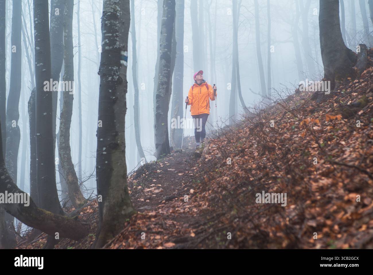 Habillé orange veste brillante jeune femme Backpacker marchant par le chemin touristique en utilisant des bâtons de trekking dans la forêt brumeuse d'automne. Personnes actives et automnales Banque D'Images