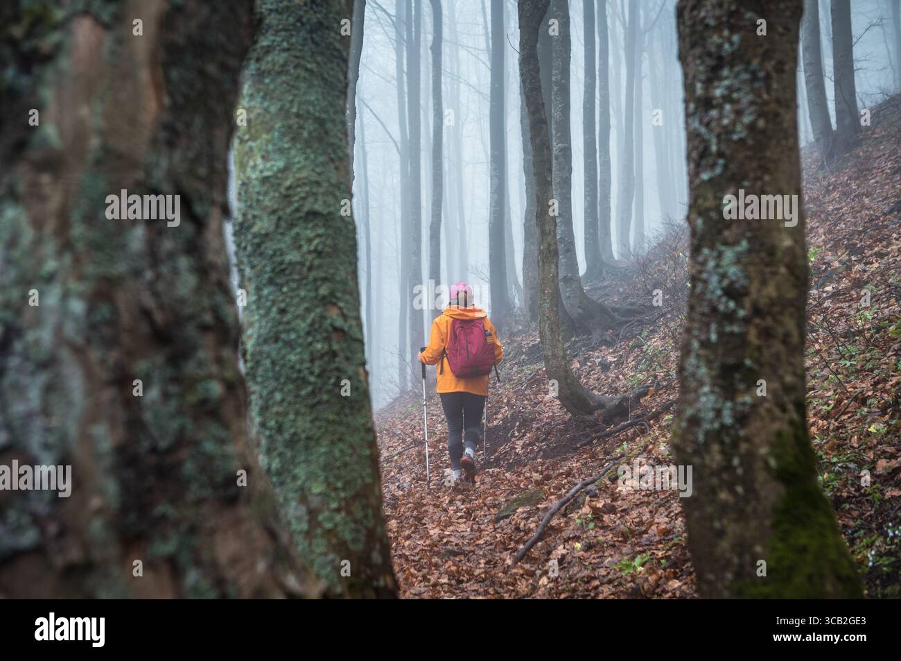 Vue arrière jeune femme Backpacker habillé veste orange marchant par le chemin touristique avec des bâtons de trekking dans la forêt brumeuse d'automne. Personnes actives et automne Banque D'Images