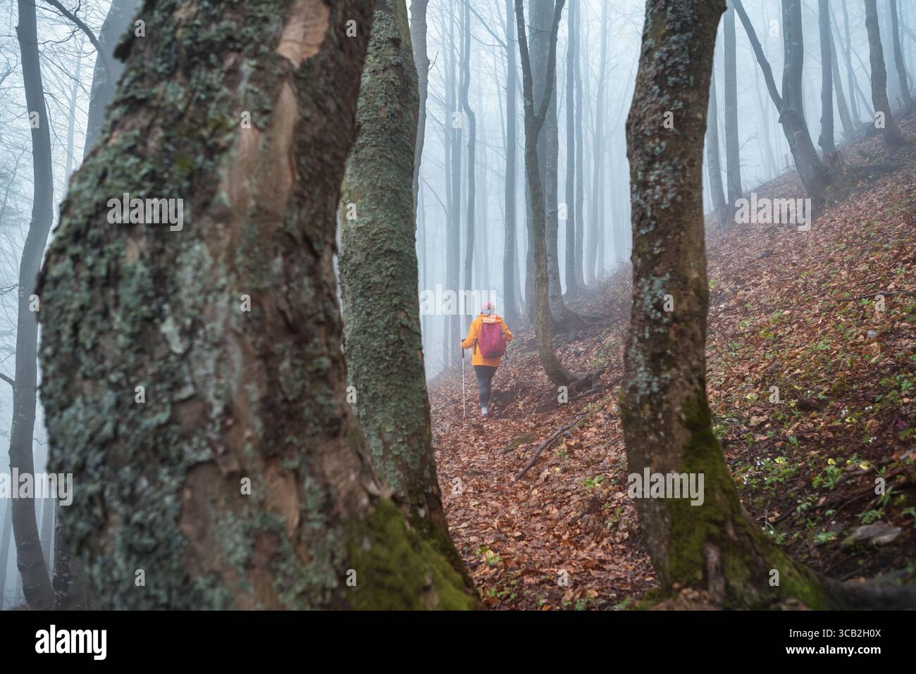 Vue arrière jeune femme Backpacker habillé veste orange marchant par le chemin touristique avec des bâtons de trekking dans la forêt brumeuse d'automne. Personnes actives et automne Banque D'Images