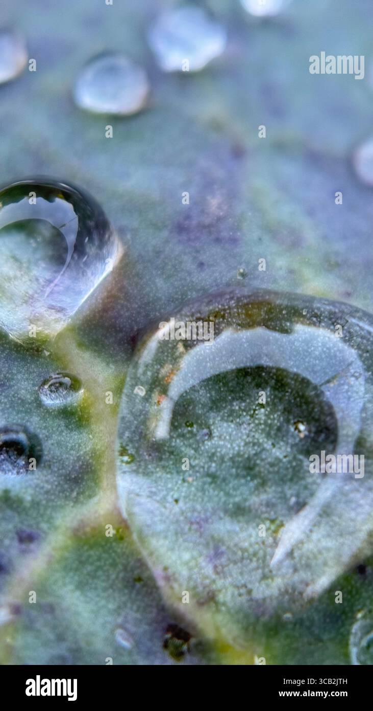 Un gros plan des gouttelettes d'eau le matin. Macrophotographie - Image de stock capturée avec un smartphone