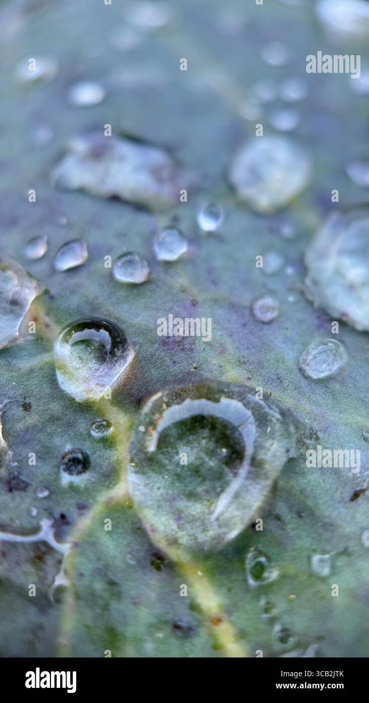Un gros plan des gouttelettes d'eau le matin. Macrophotographie - Image de stock capturée avec un smartphone