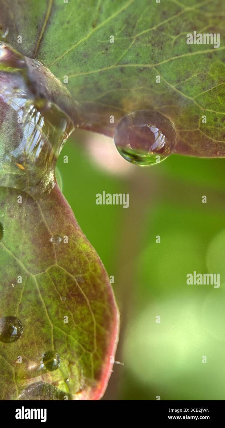 Un gros plan des gouttelettes d'eau le matin. Macrophotographie - Image de stock capturée avec un smartphone