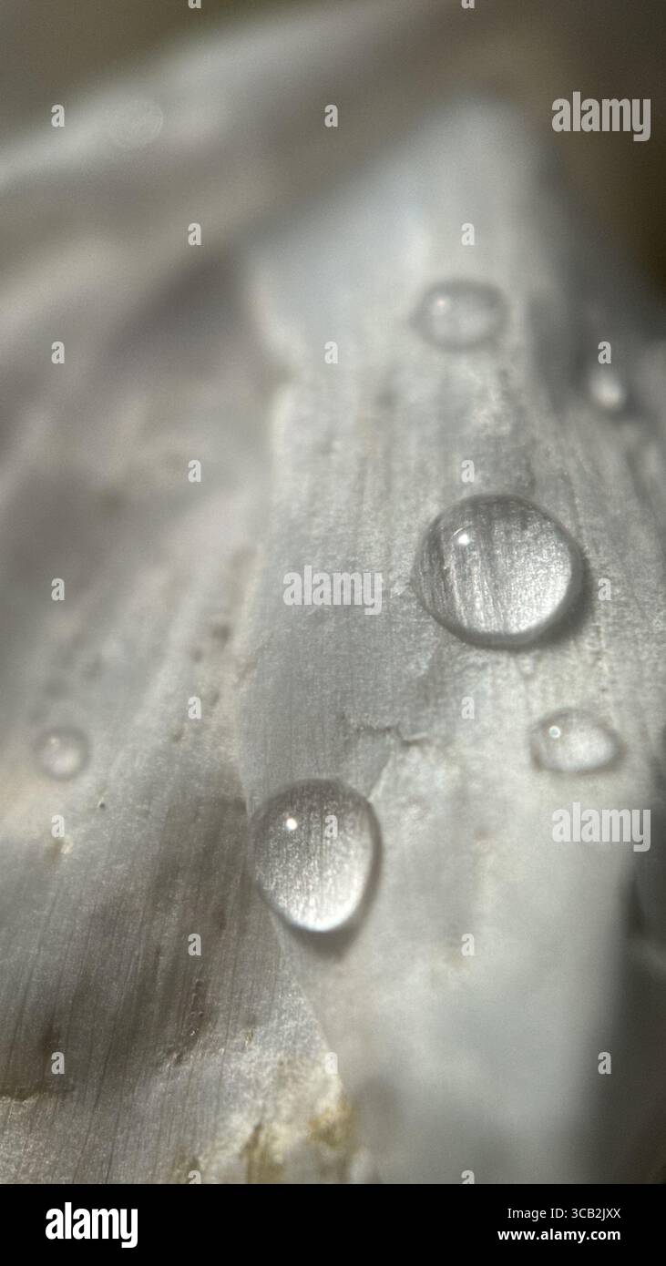 Un gros plan des gouttelettes d'eau le matin. Macrophotographie - Image de stock capturée avec un smartphone