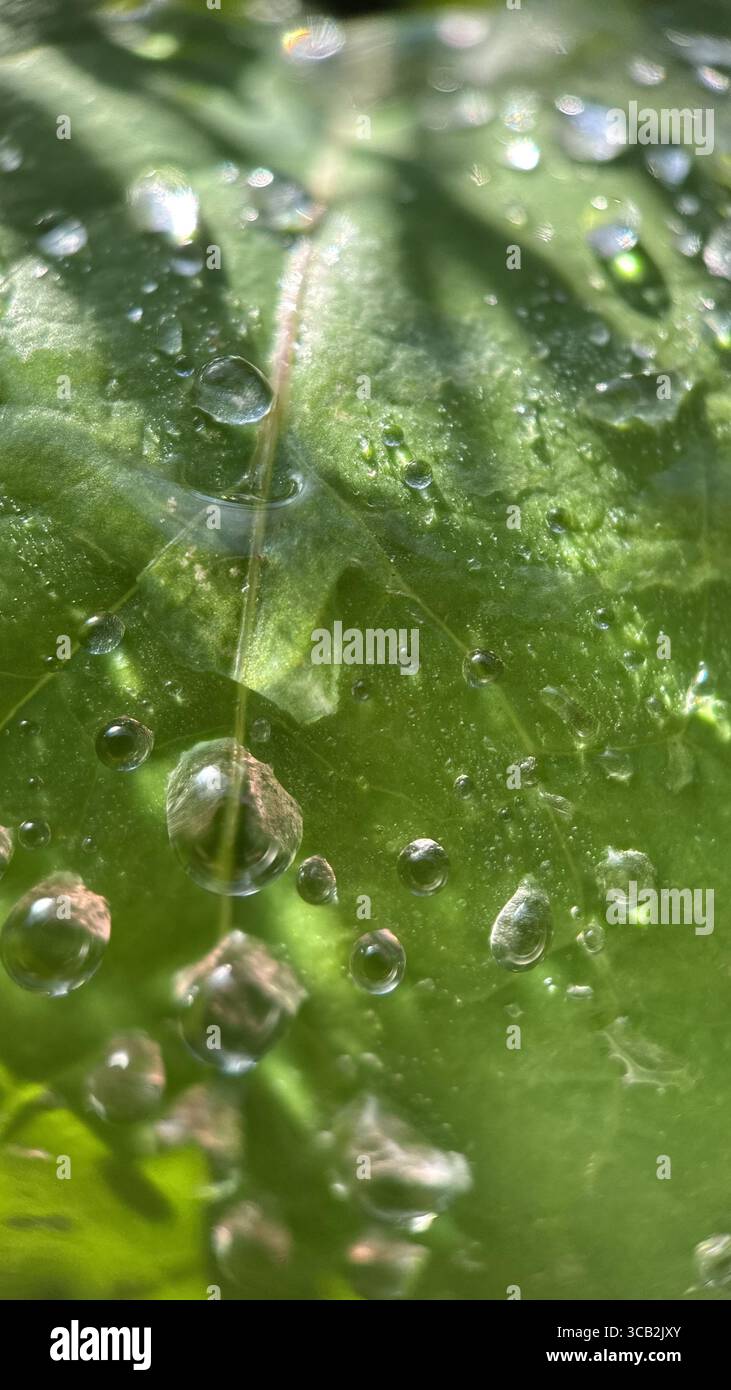 Un gros plan des gouttelettes d'eau le matin. Macrophotographie - Image de stock capturée avec un smartphone