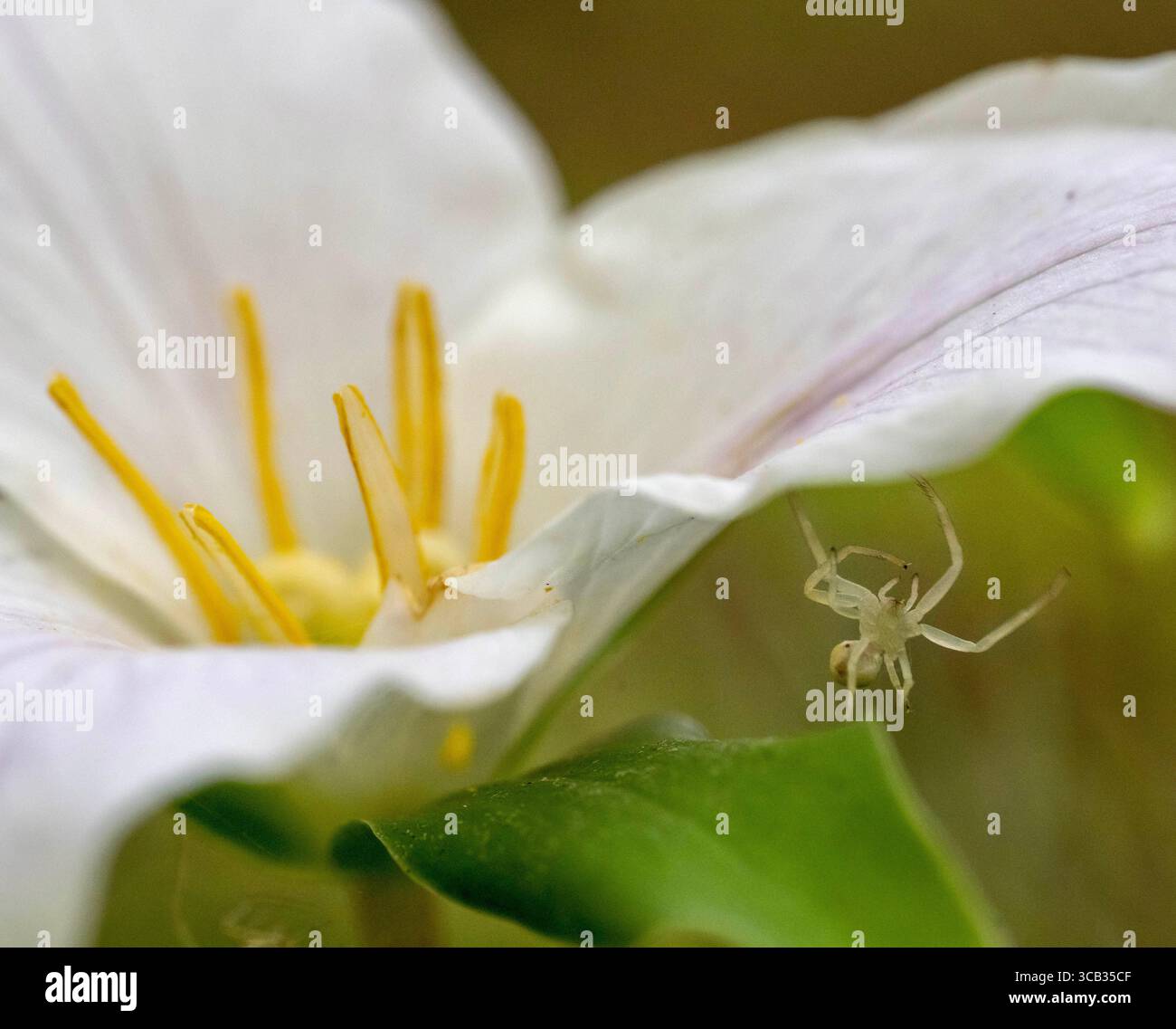 26 avril 2023, Elkton, Oregon, États-Unis : une petite araignée pend de fleurs sauvages de trillium de l'Ouest poussant sur une colline fortement boisée près d'Elkton dans le sud-ouest de l'Oregon. (Crédit image : © Robin Loznak/ZUMA Press Wire) Banque D'Images